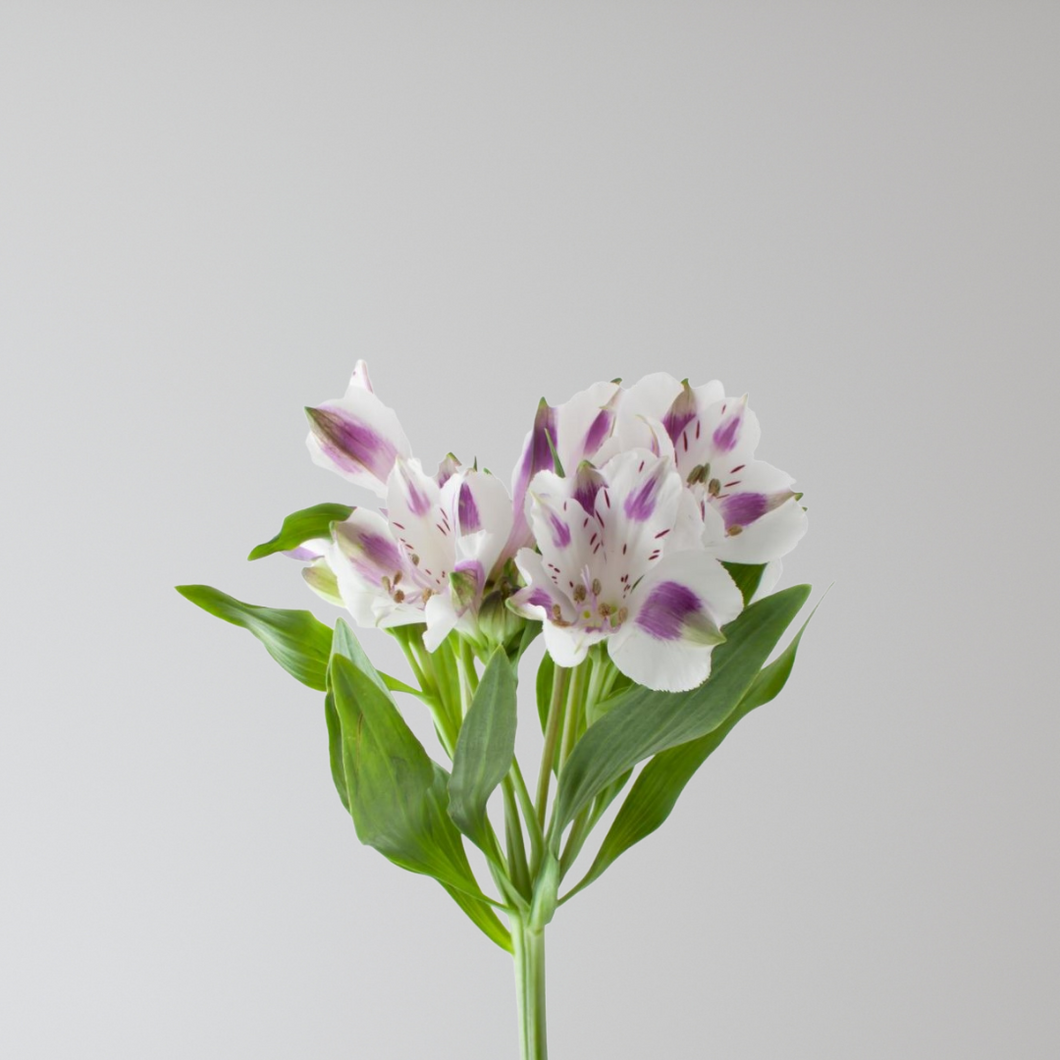 Alstroemeria