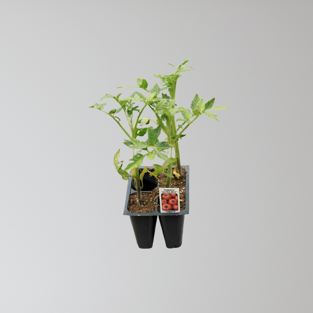 Big Beef Tomato Seedling