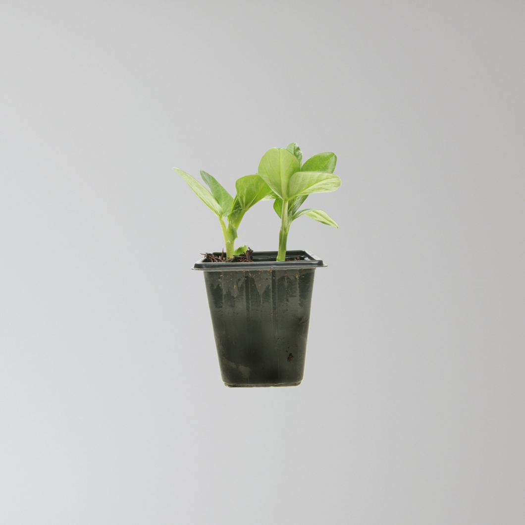 Broad Bean Seedling