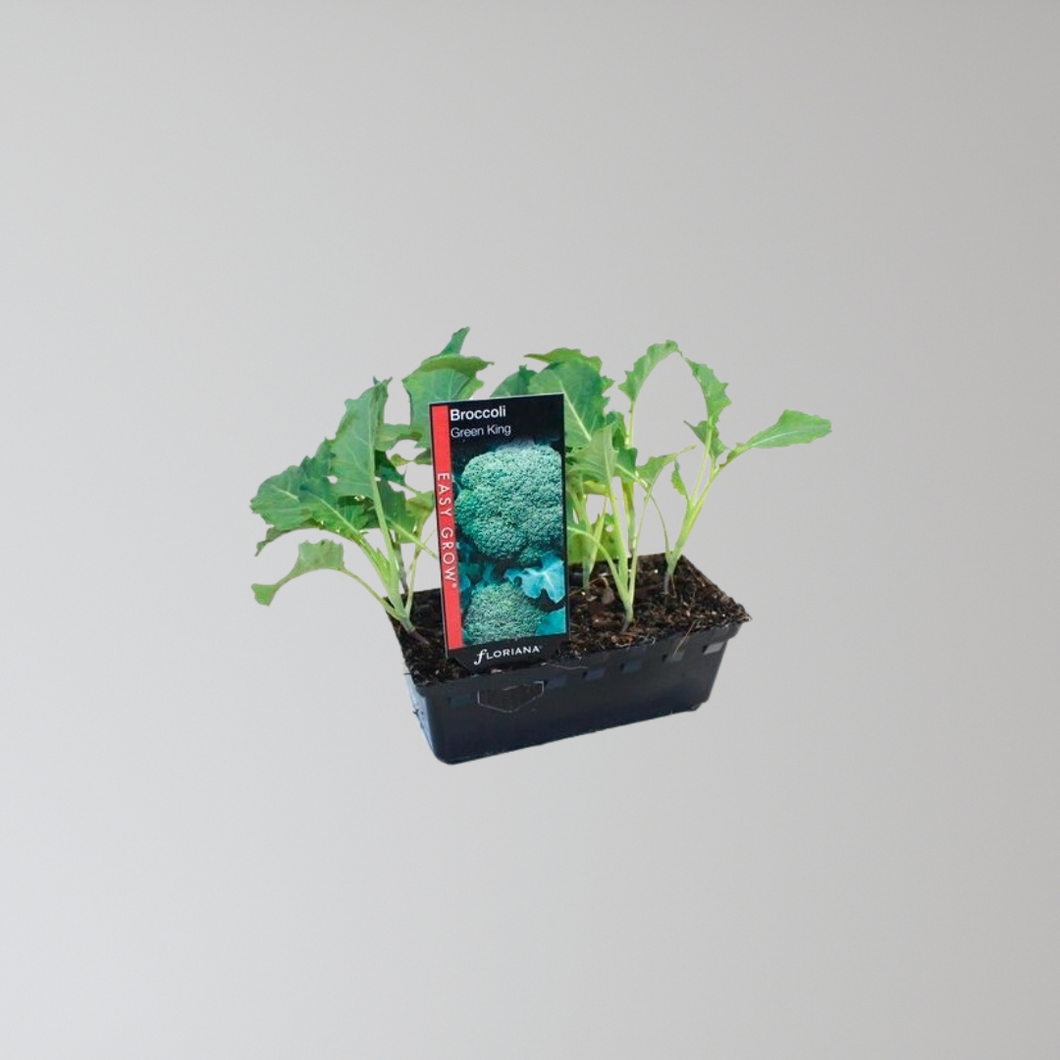 Broccoli Seedling