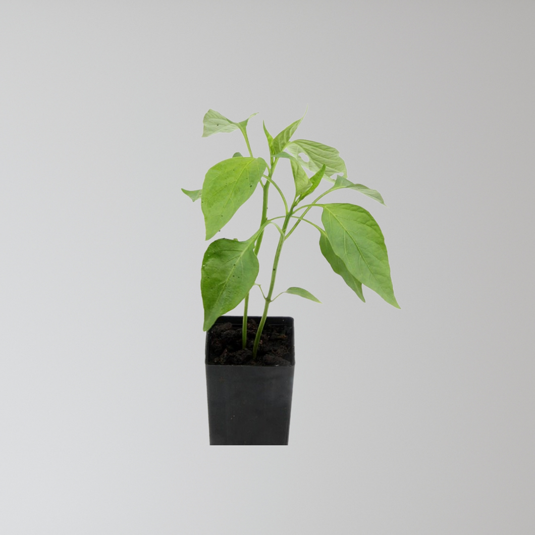 Chilli Jalepeno Seedling