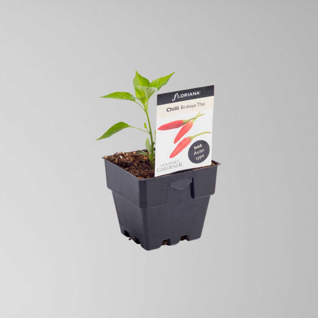 Chilli Thai Seedling