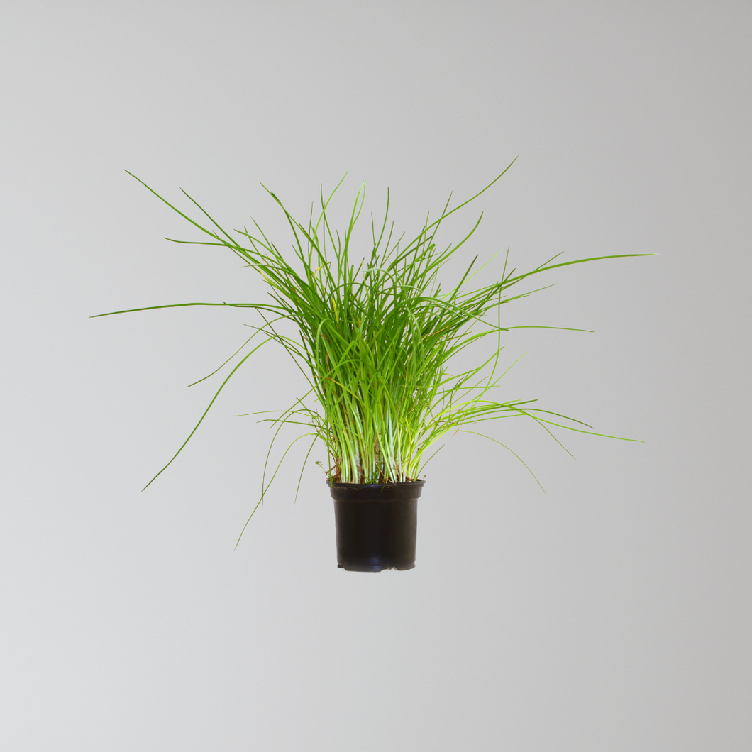 Onion Seedlings