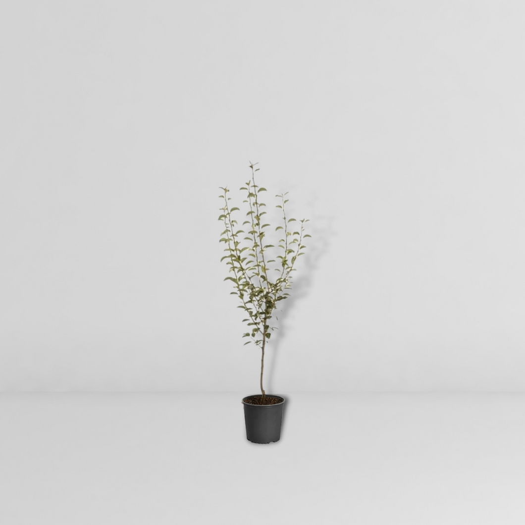 Pear Tree