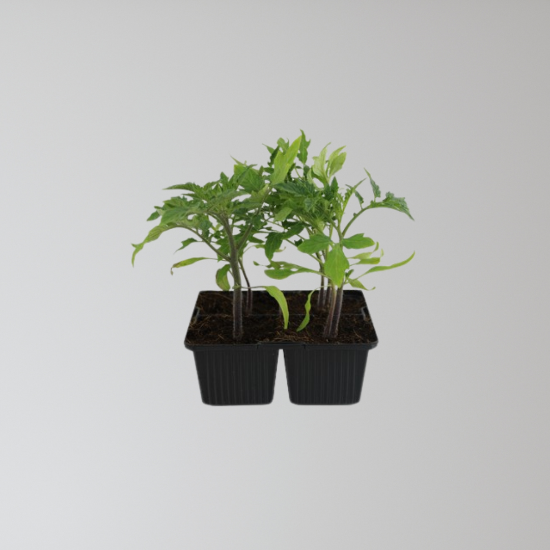 Roma Tomato Seedling - Featured Image