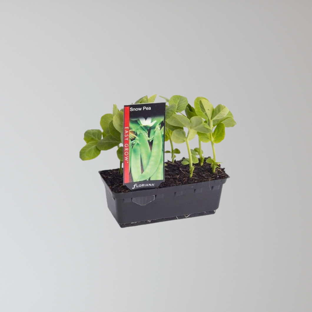 Snow Pea Seedling