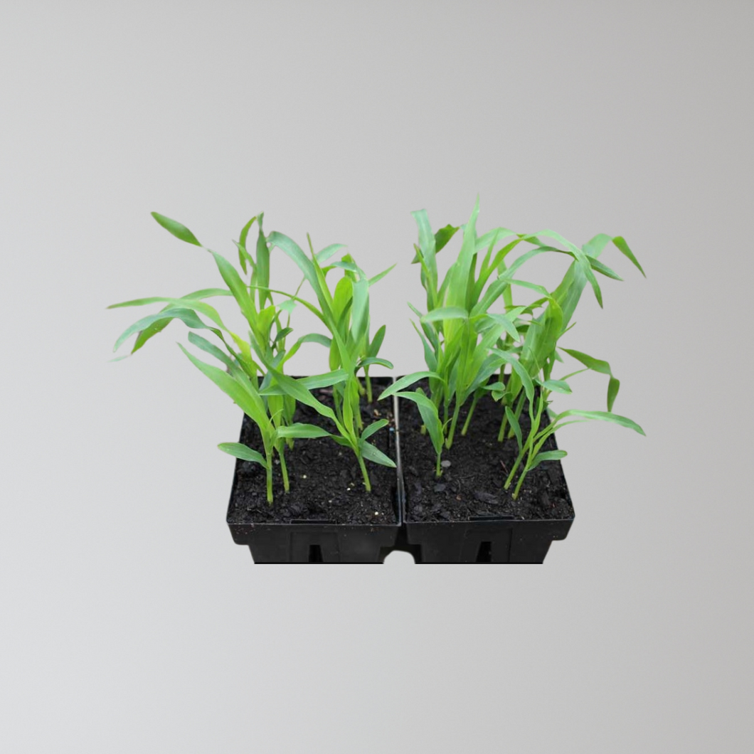 Sweet Corn Seedling