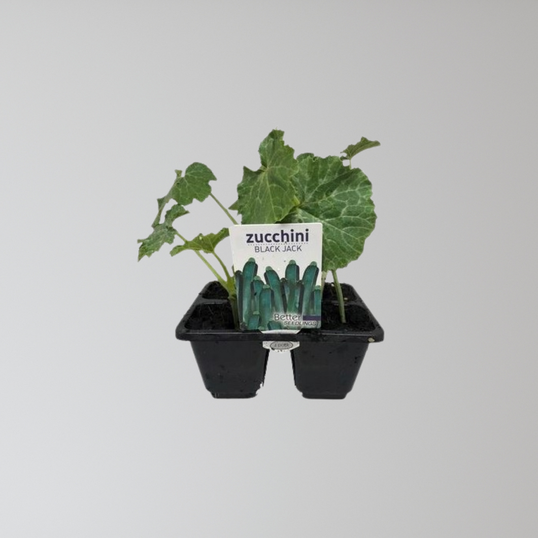 Zucchini Black Jack Seedling